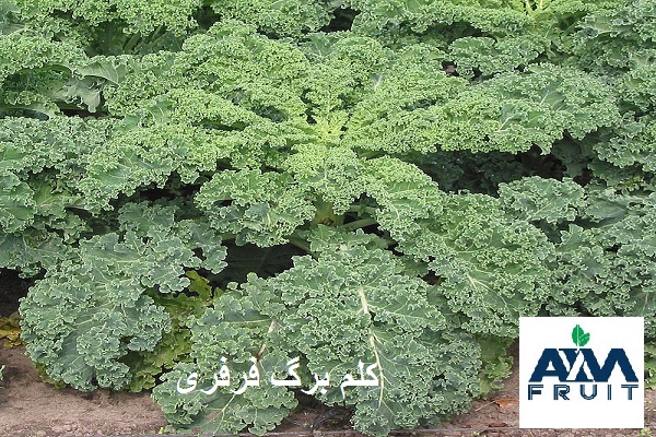 کلم برگ صادراتی فرفری
