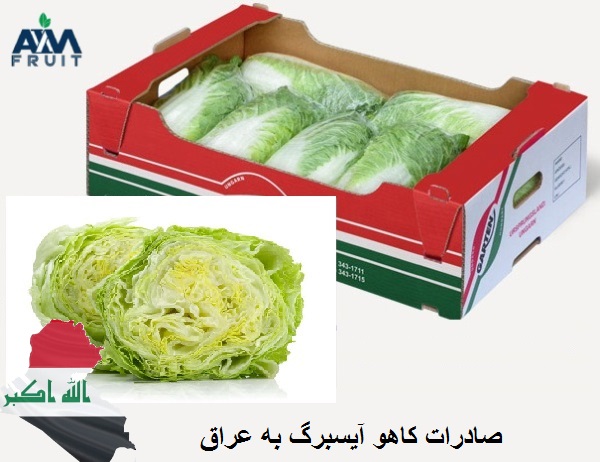 صادرات کاهو آیسبرگ به کشور عراق