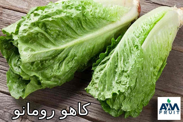 کاهو رومانو صادراتی
