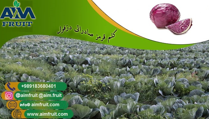 کلم قرمز صادراتی دزفول